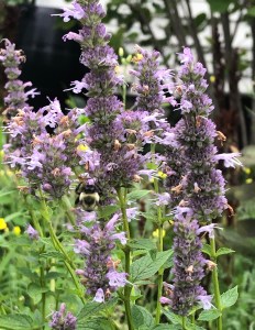 purple hyssop with a bumblebee