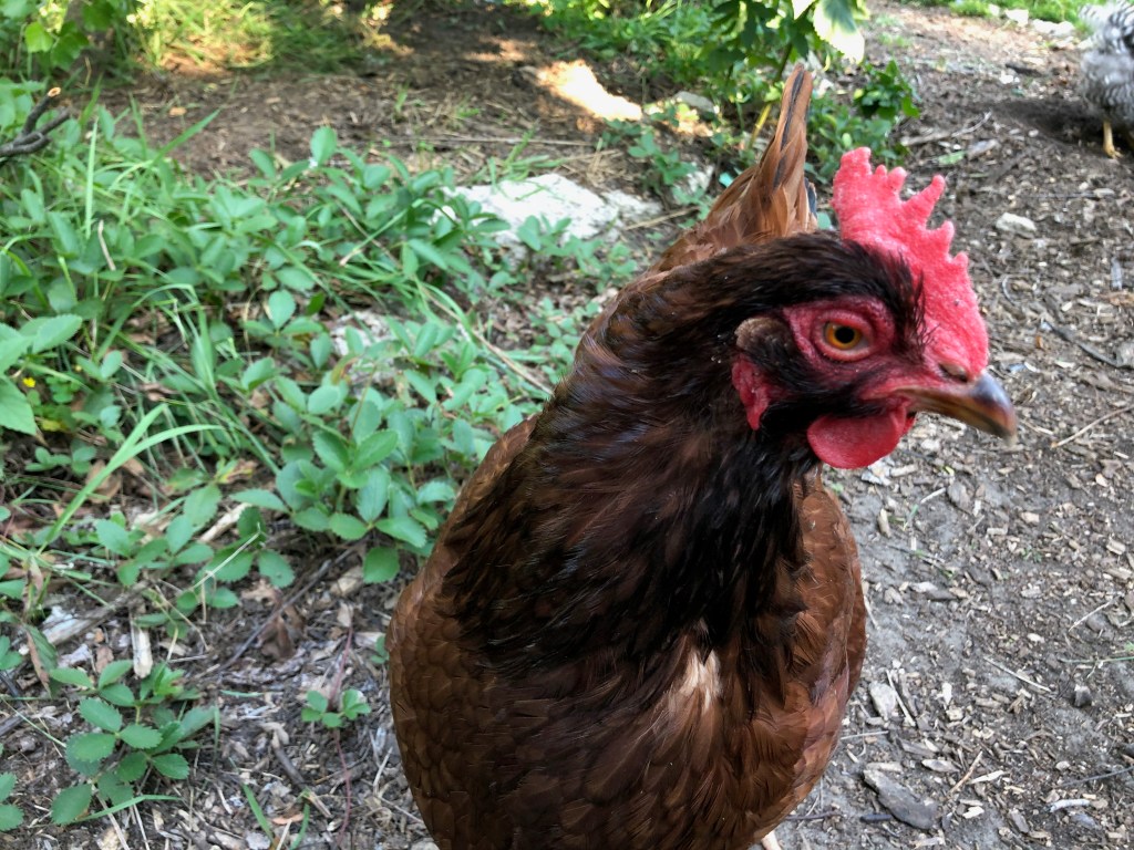Rhode Island Red chicken
