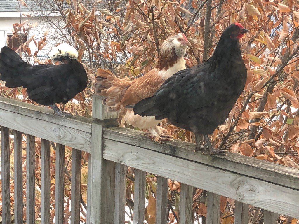 three chickens on a deck rail