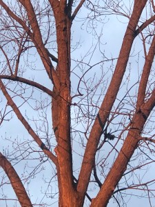 bare silver maple tree glowing in the morning sun