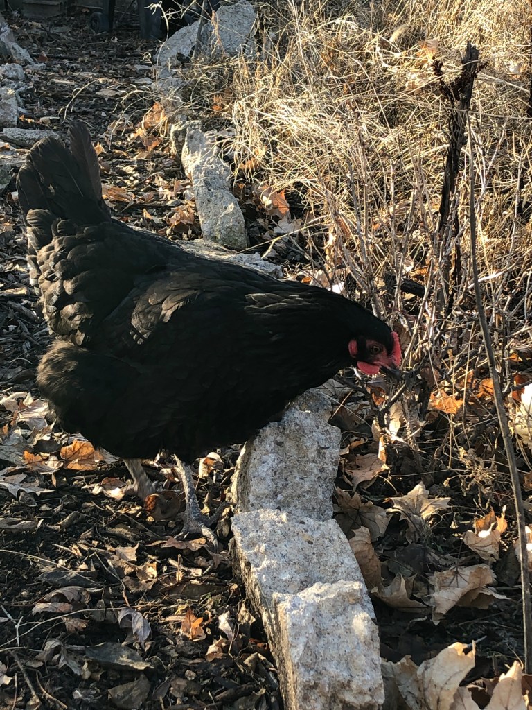 black australorp chicken