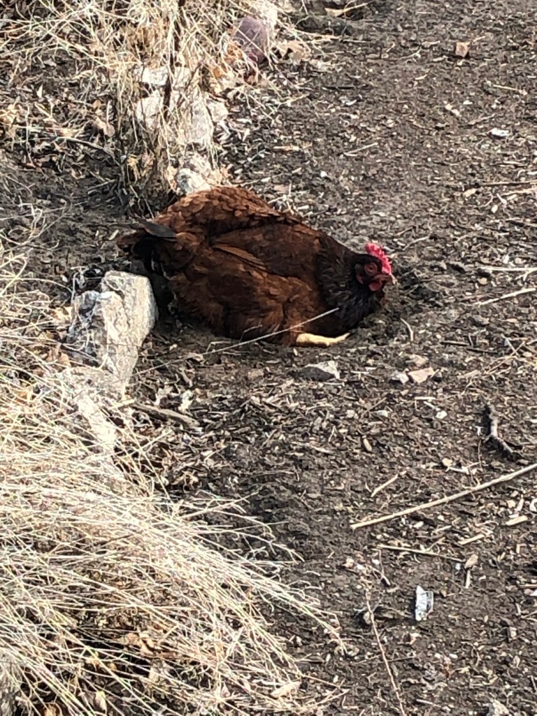 chicken wallowing in the dirt