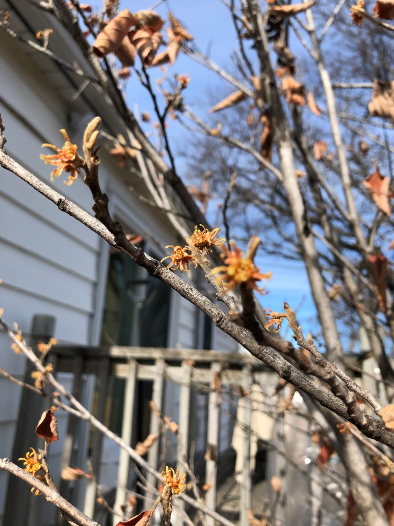 witch hazel flowers