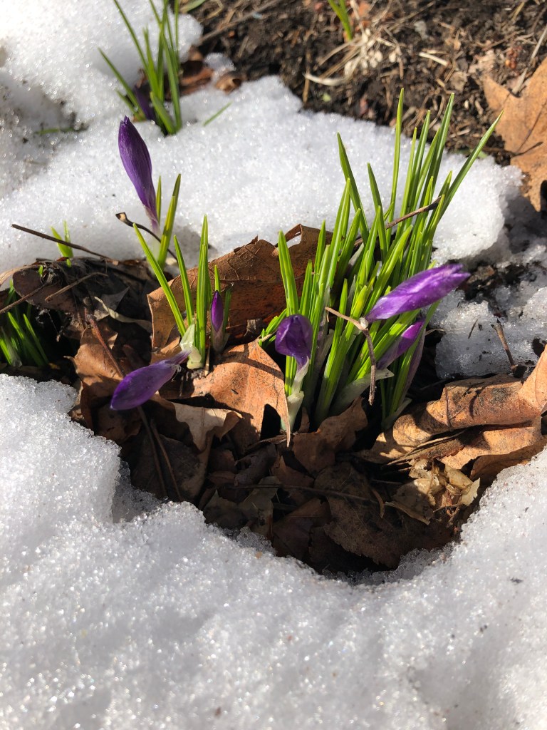purple crocus in the snow