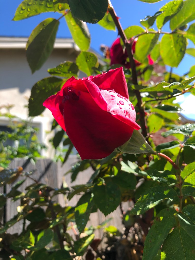 Half open red rose with water droplets on the petals