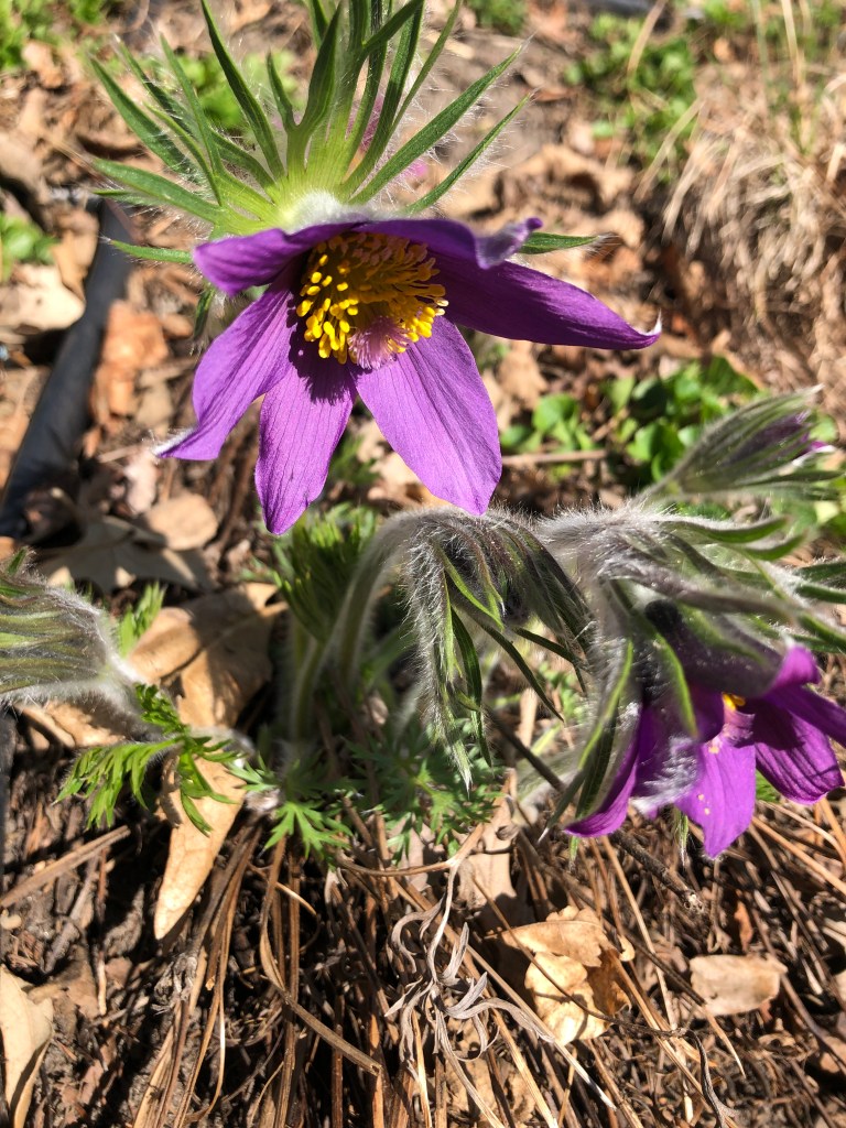 purple pasque flower