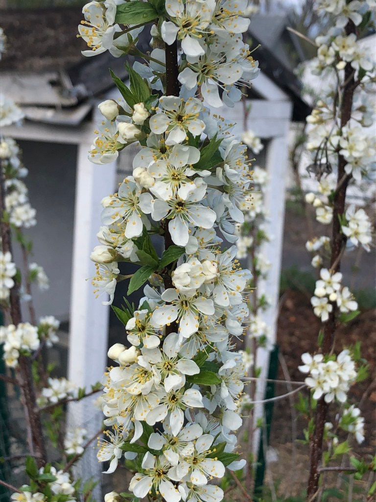 a branch or white plum blossoms