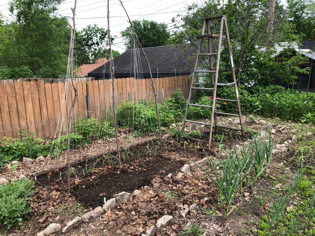 garden bed with poles and string for beans to climb, and a tall wooden ladder for squash to climb.