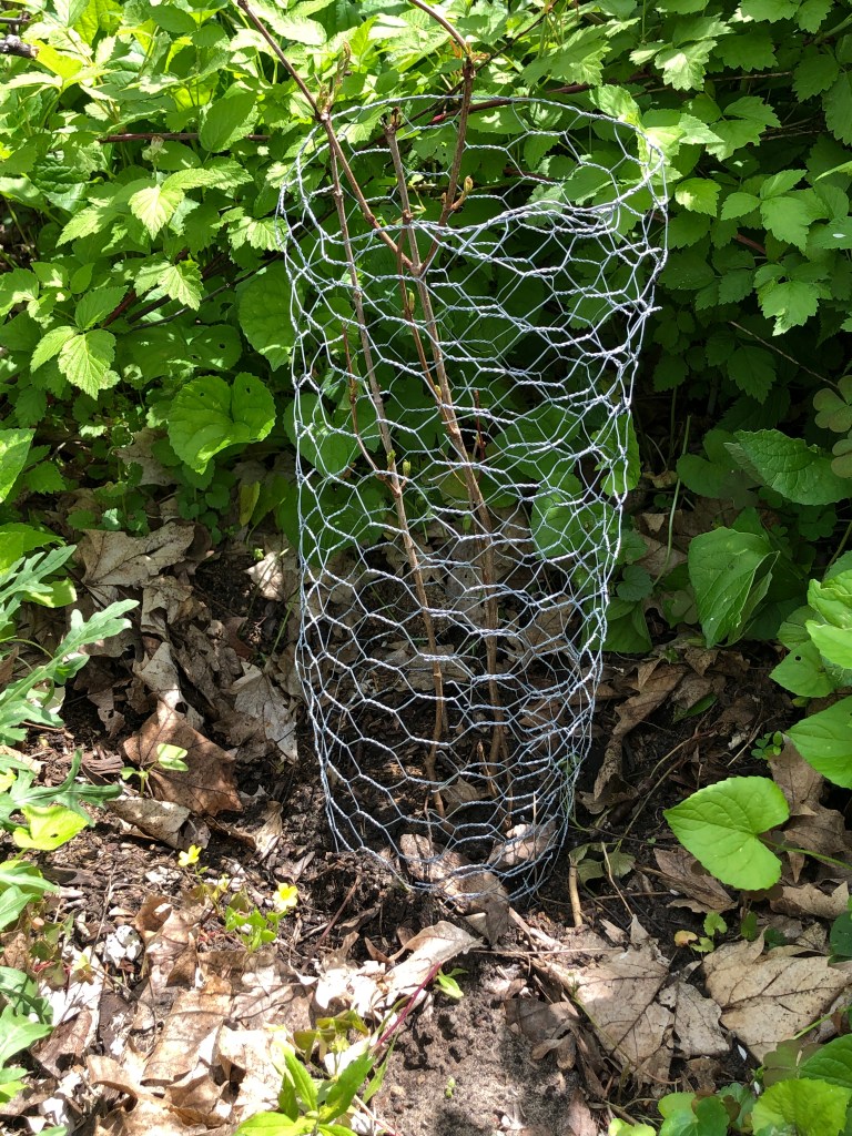 small highbush cranberry surrounded by chicken wire to keep the squirrels away
