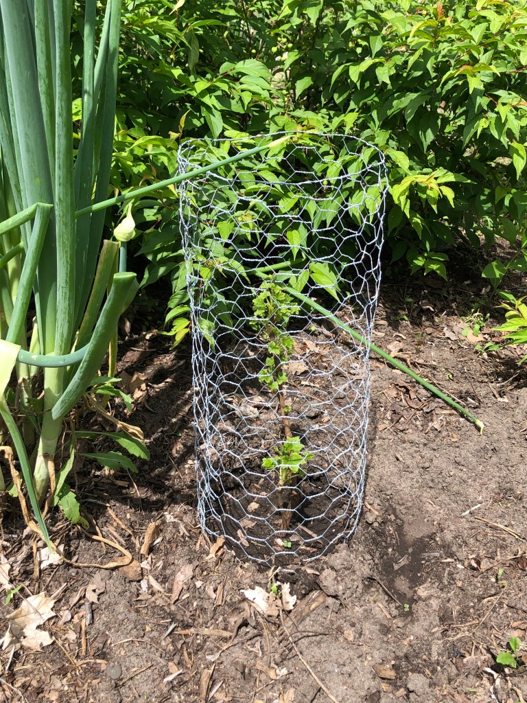 small red currant surrounded with chicken wire to keep the squirrels away
