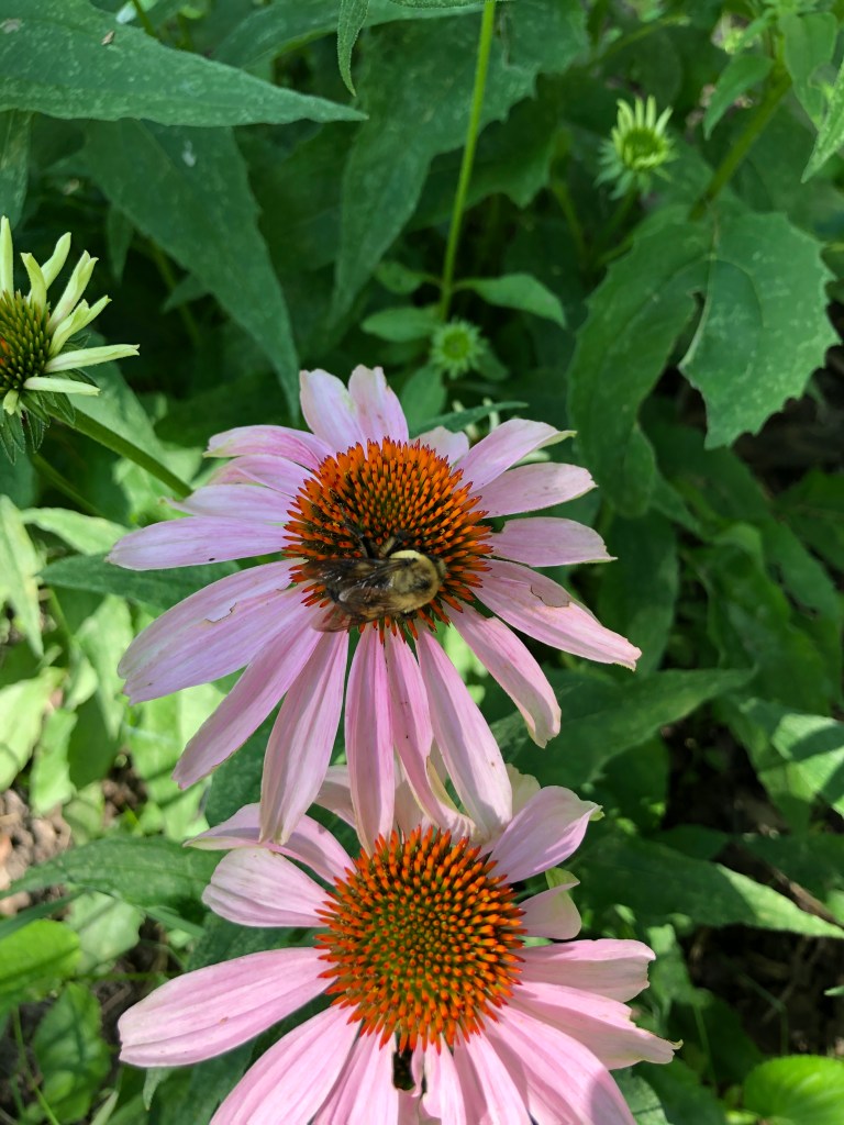 two purple coneflowers with a bee in the middle of one of them