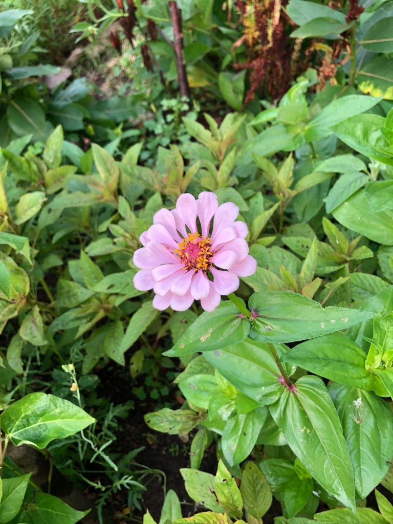 pink zinnia starting to bloom