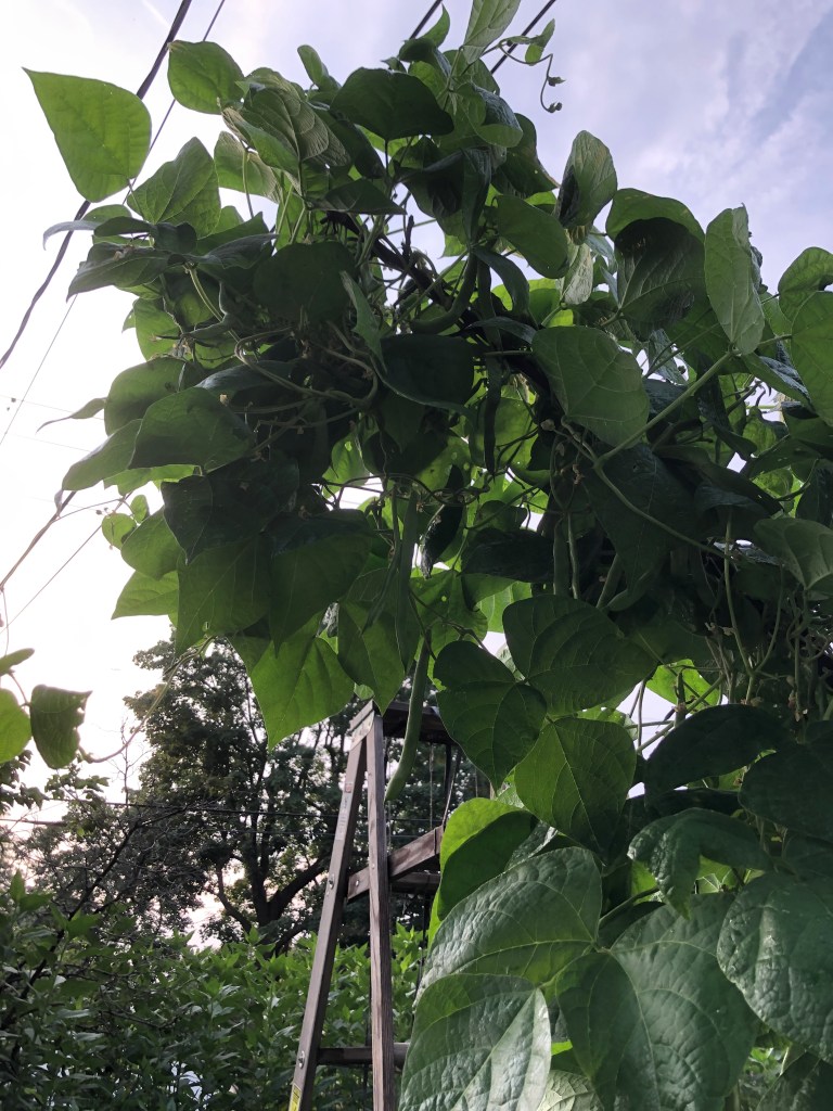 a mass of pole beans reaching towards the sky