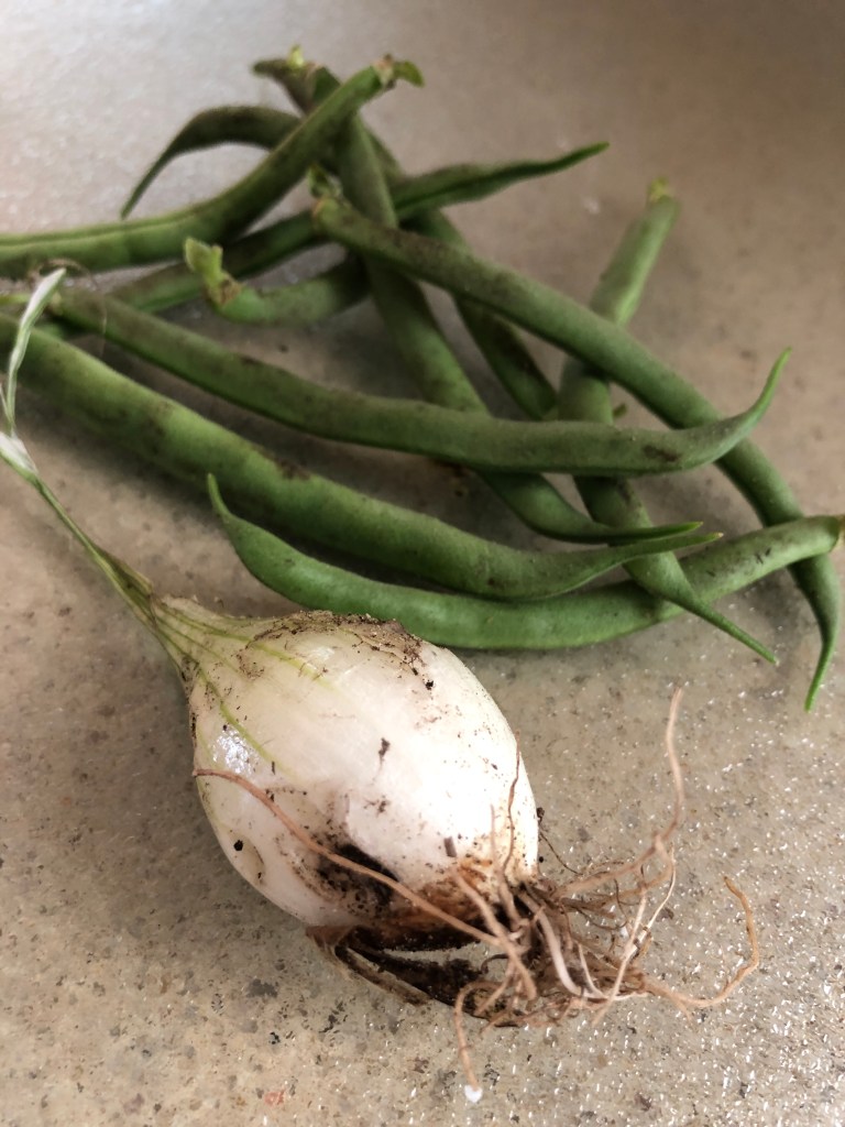 green beans and an early white onion