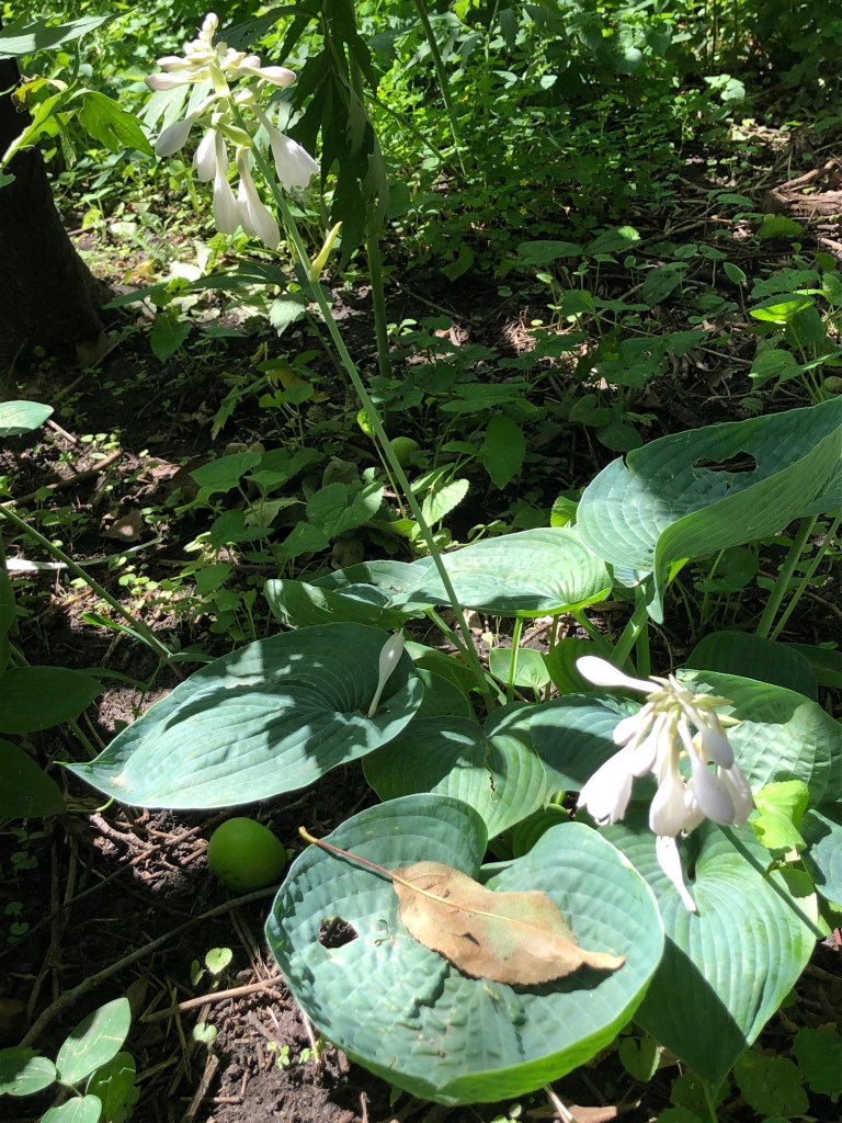 Green costa with white flowers in dappled shade