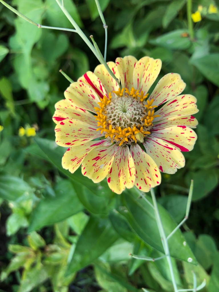 yellow zinnia with red streaks