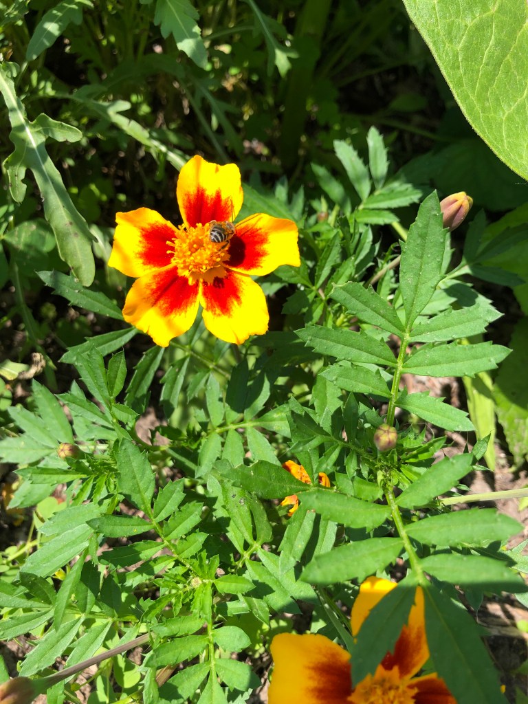 yellow and orange marigold flower with a bee on it