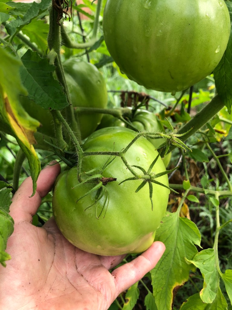 huge green tomato