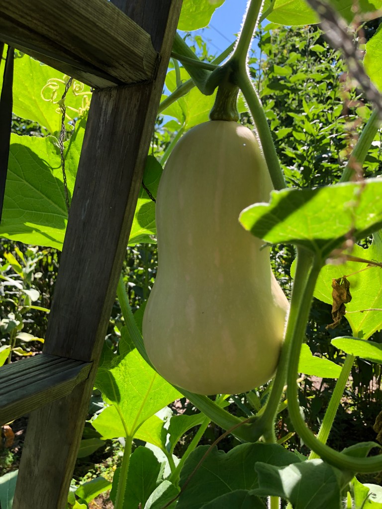 butternut squash on the vine