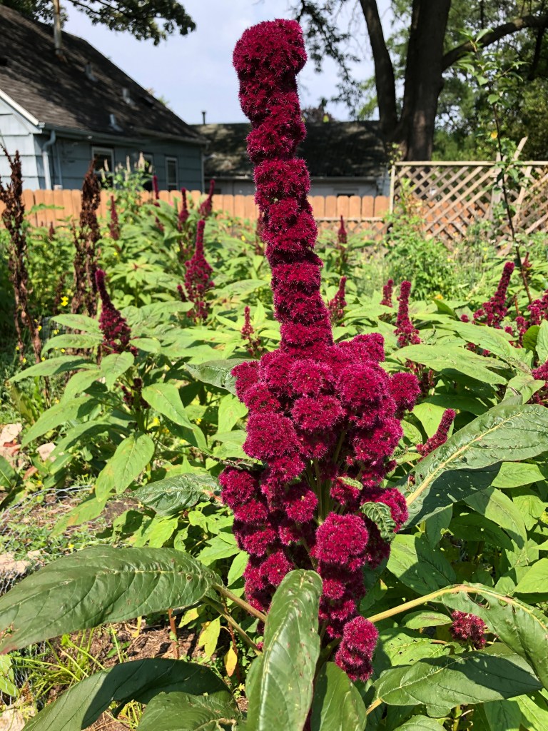 red amaranth flower