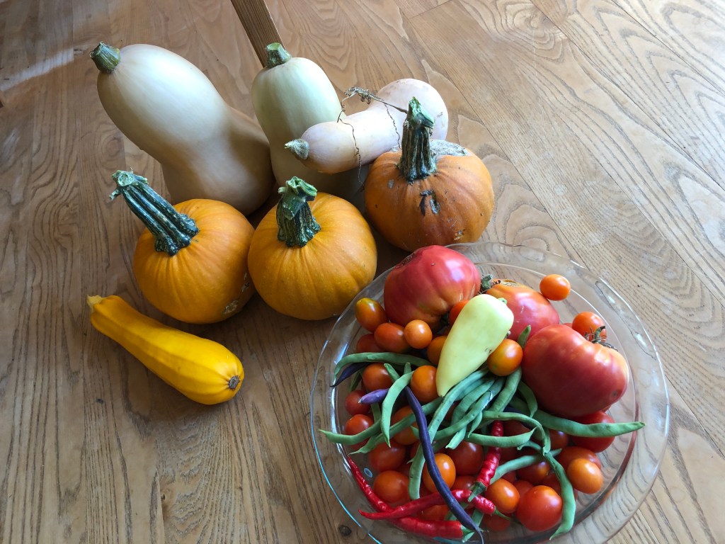 butternut squash, three small pumpkins, a yellow zucchini, and bowl of purple and green beans, tomatoes and peppers