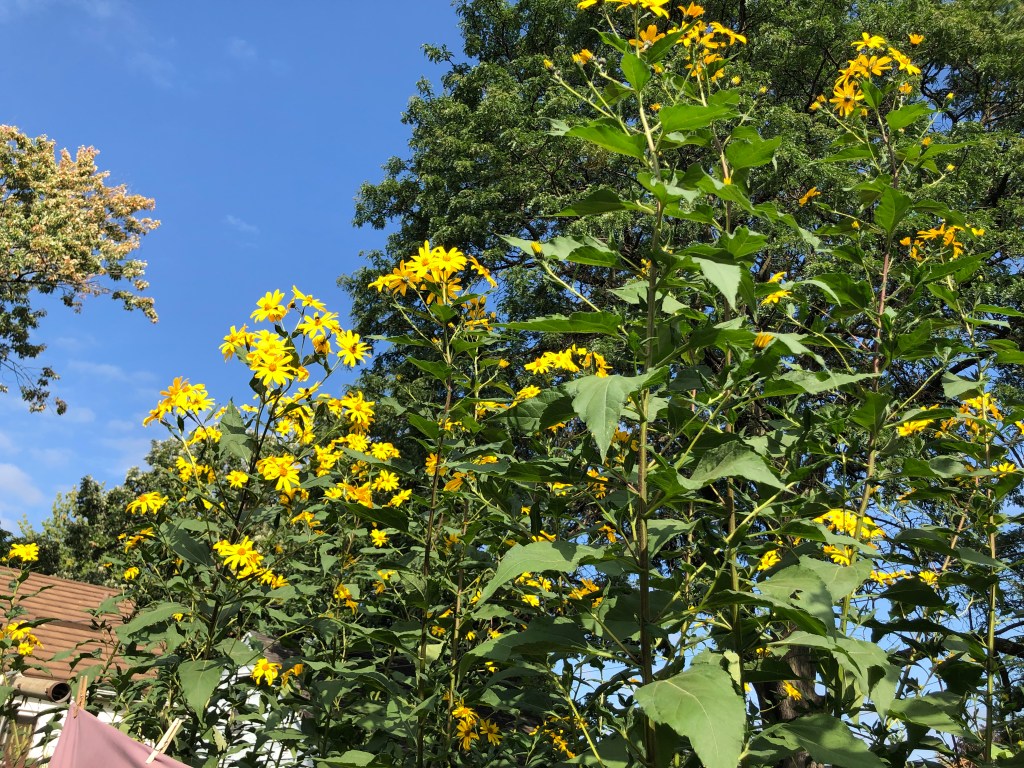flowering Jerusalem artichokes against a blue sky