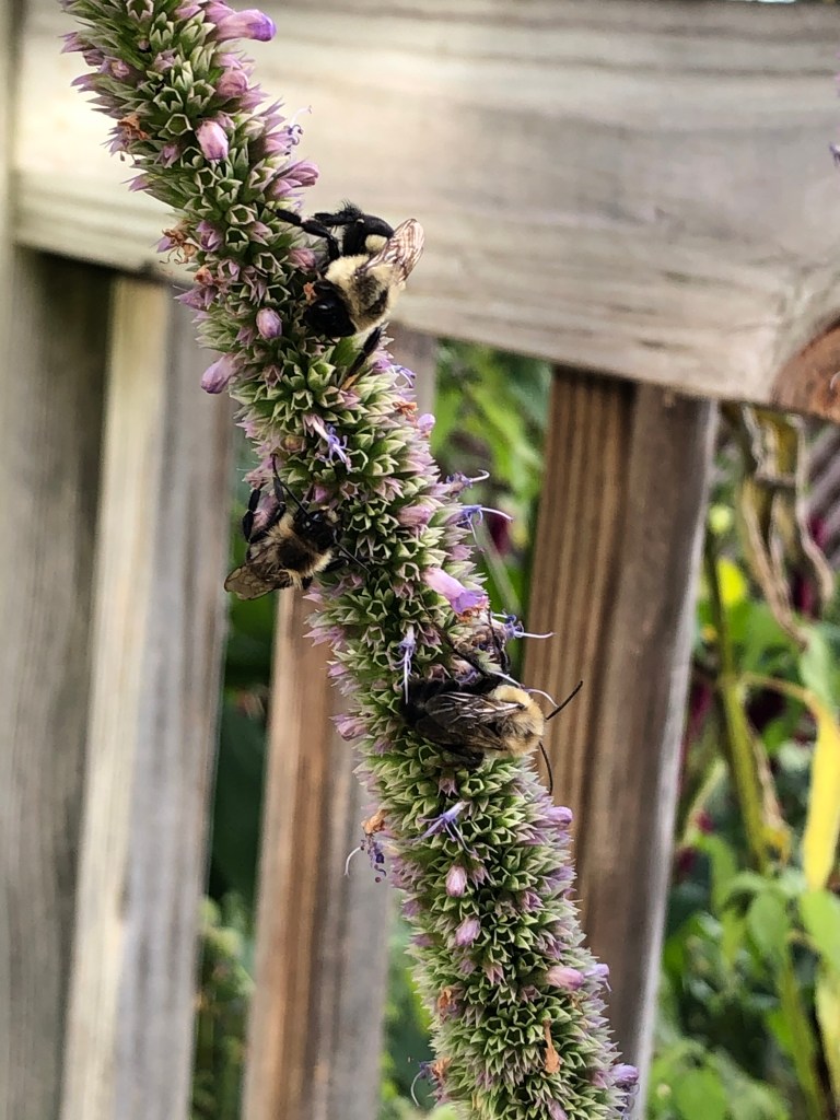 three bumblebees sleeping on a purple hyssop flower