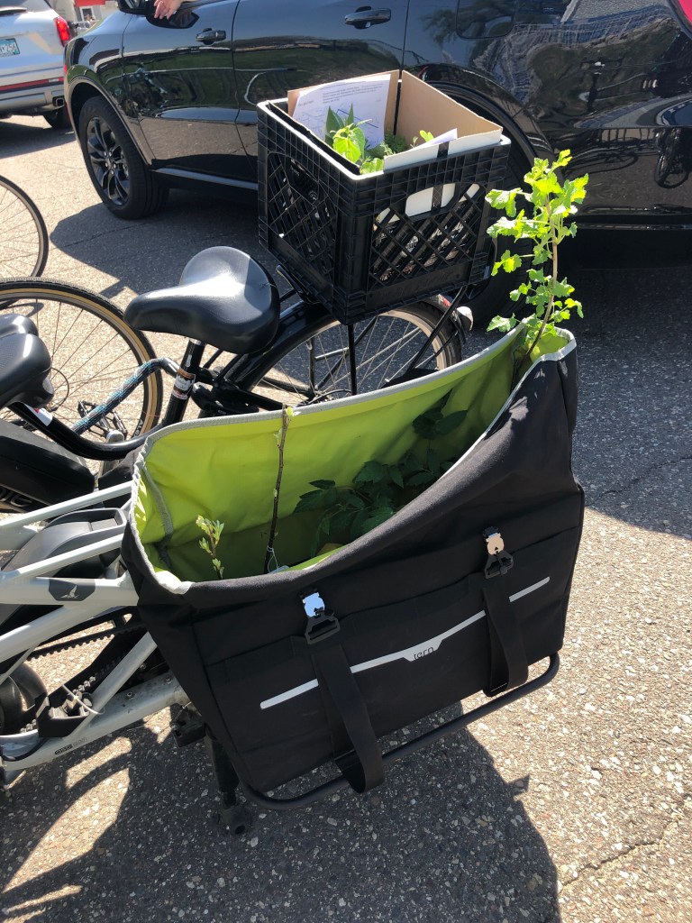 bike with a rear crate basket with a box of plants and a cargo bike with rear panniers one of them open with tall plants sticking out