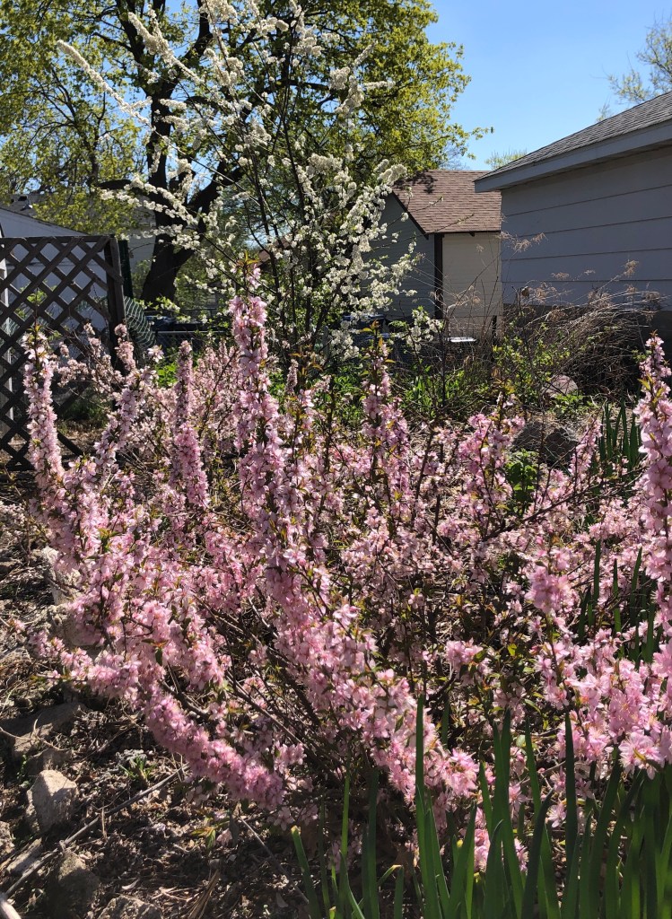 pink blooming bush cherries and a white blooming plum tree in background