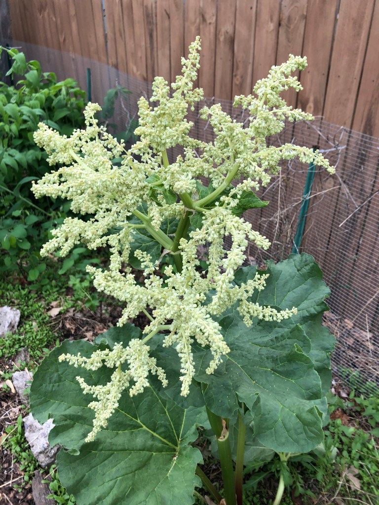 creamy green-white rhubarb flowers with large green rhubarb leaves beneath it and a wooden fence behind it