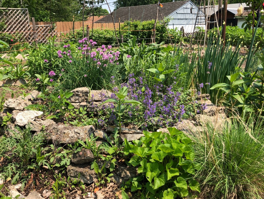 garden herb spiral with purple cove flowers and purple catmint flowers