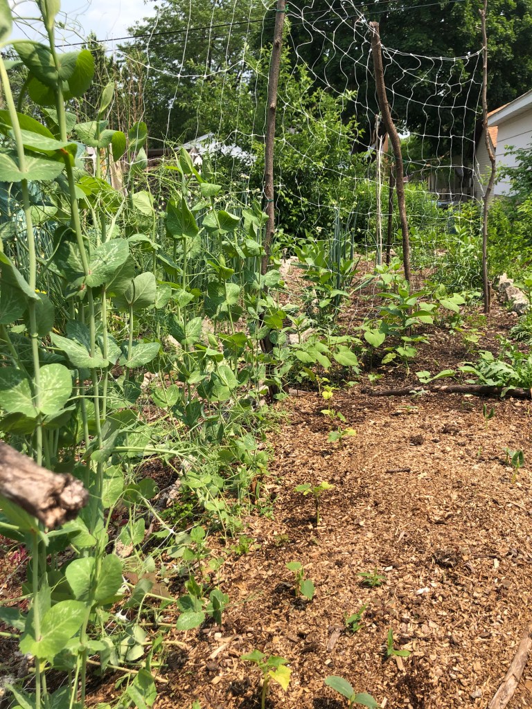 white trellis netting stretched out in a garden bed with snap peas and pole beans growing up it and cucumber sprouts further away from the trellis by the peas