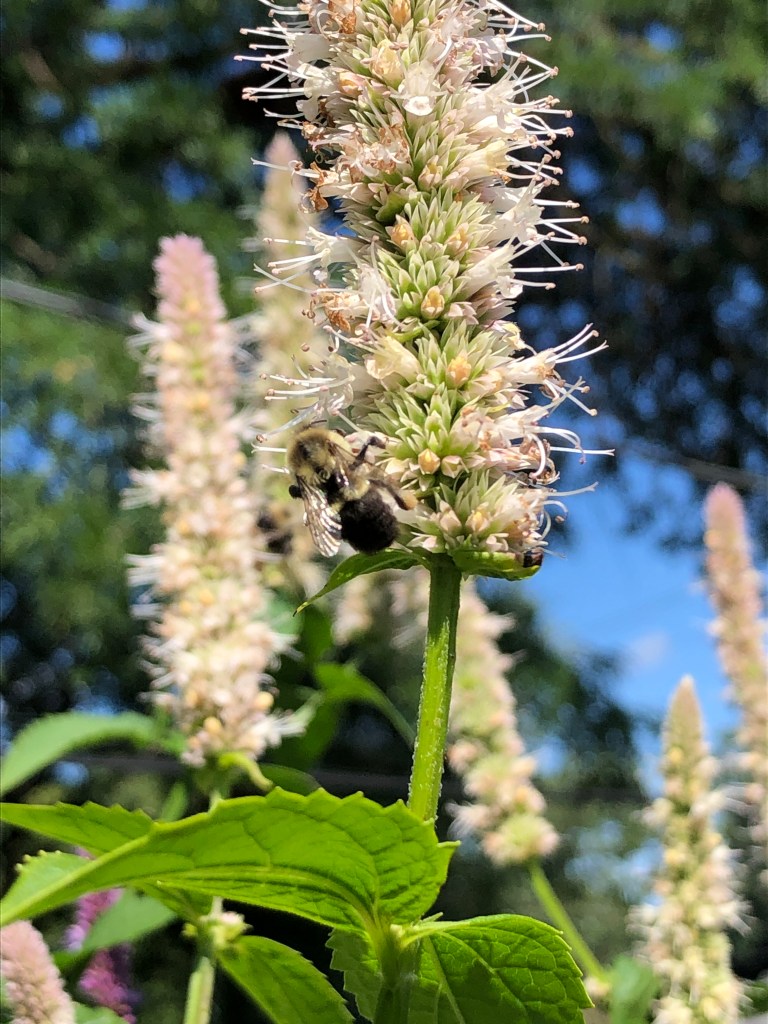 bumble bee on a white giant hyssop flower