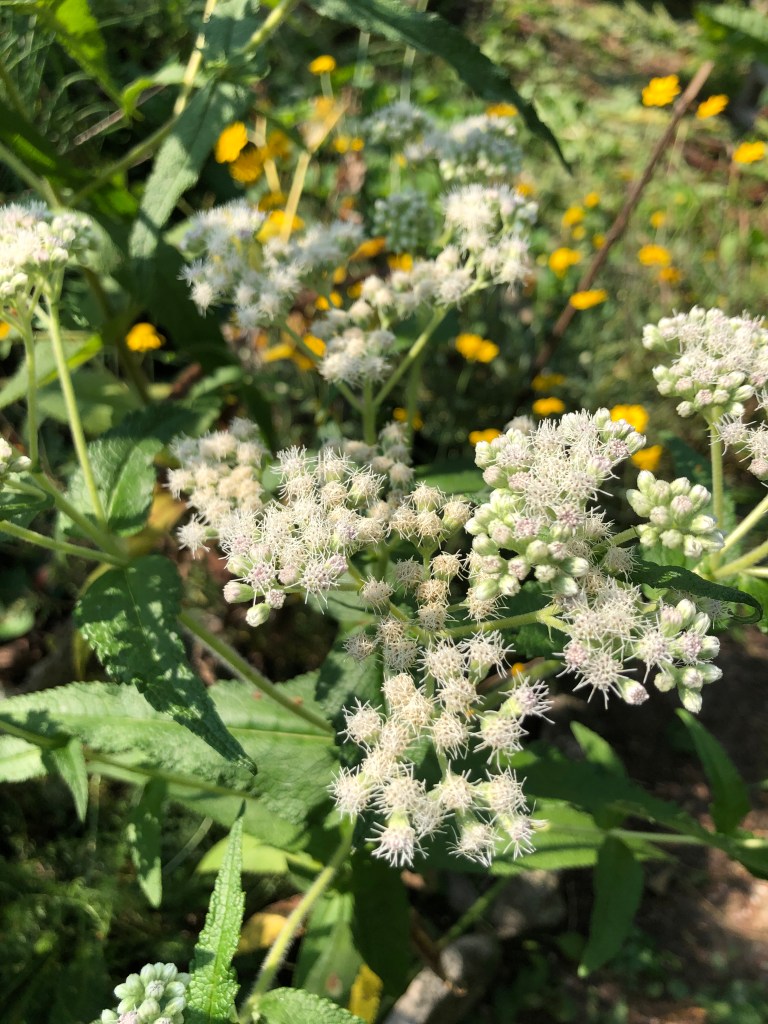 close up of white boneset flowers