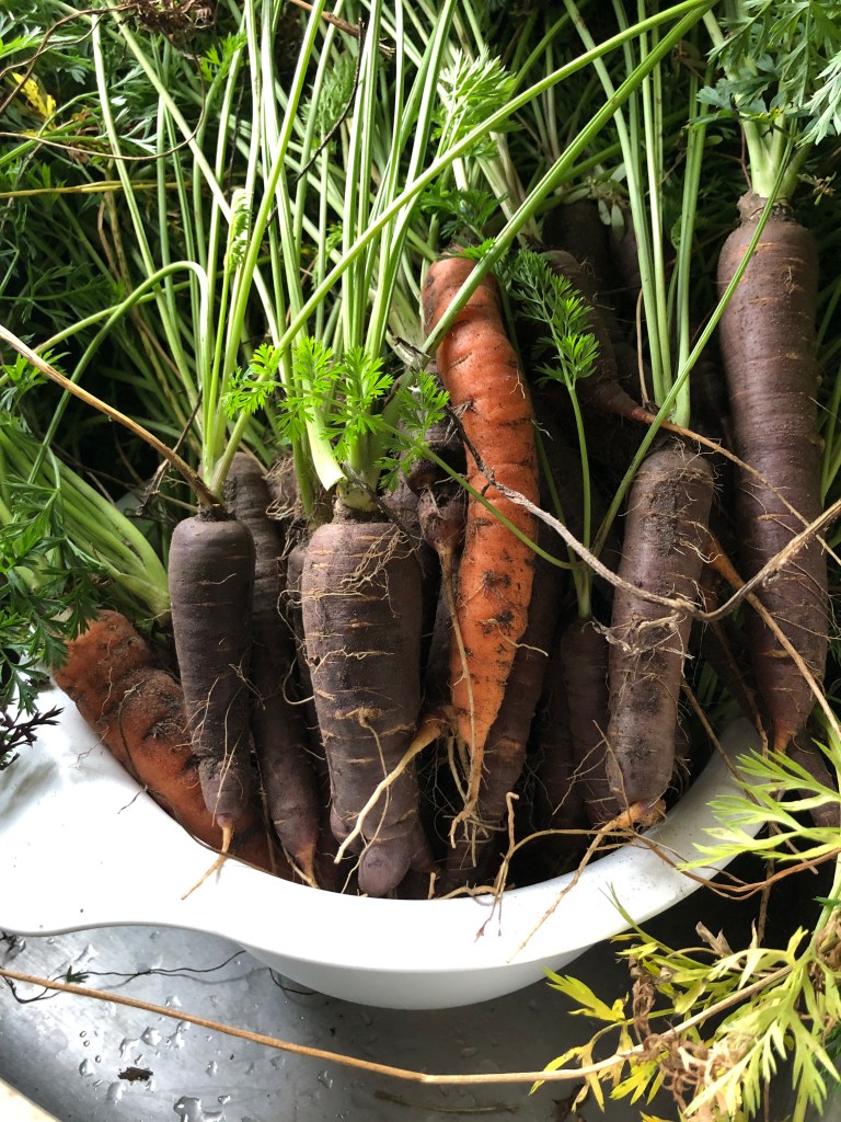 very large bowl full of orange and purple carrots with the green tops still attached