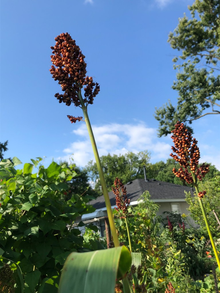 three seed heads of sorghum in a garden against a blue sky