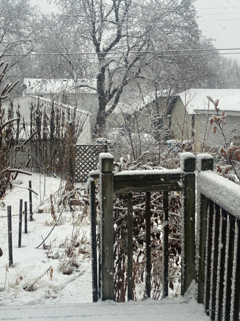 snow falling on garden and sticking to trees and rooftops