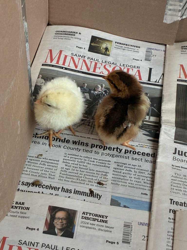 two chicks, one yellow and the other brown