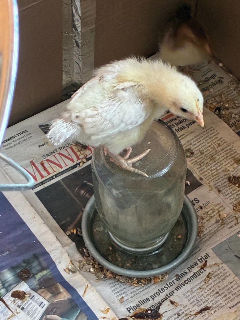 chick on top of water jar