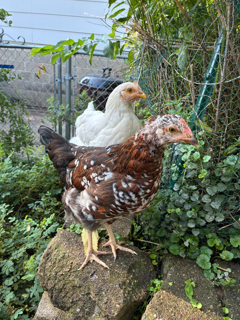 two chickens