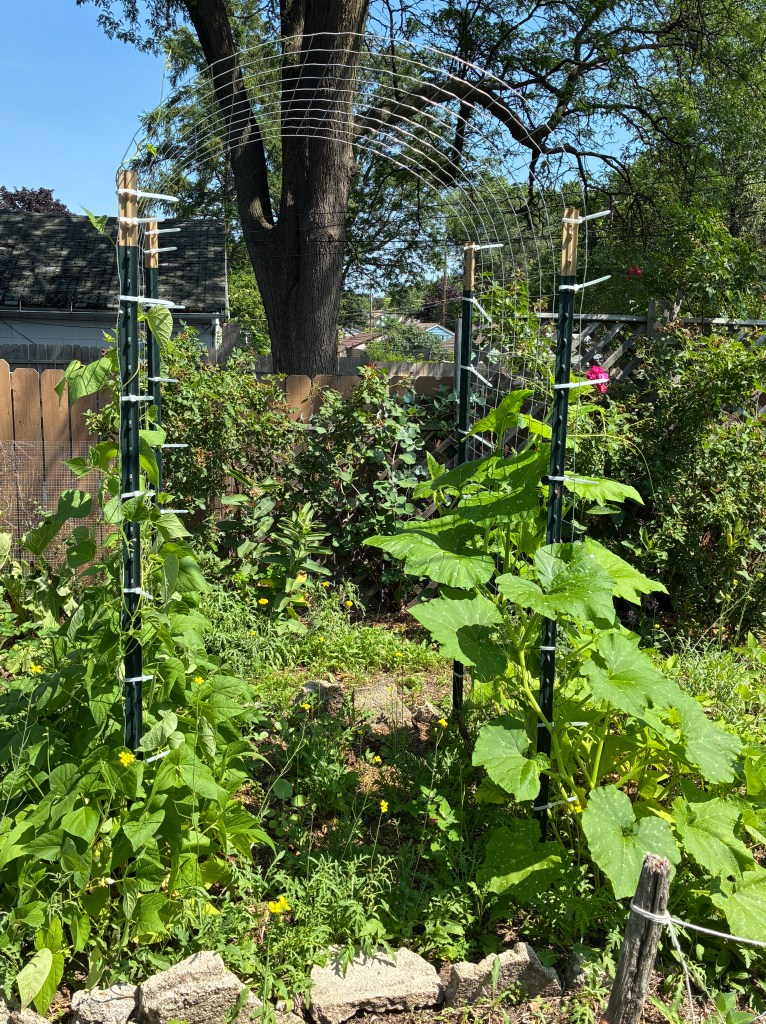 garden arch made from steel fencing and posts with beans and squash climbing up