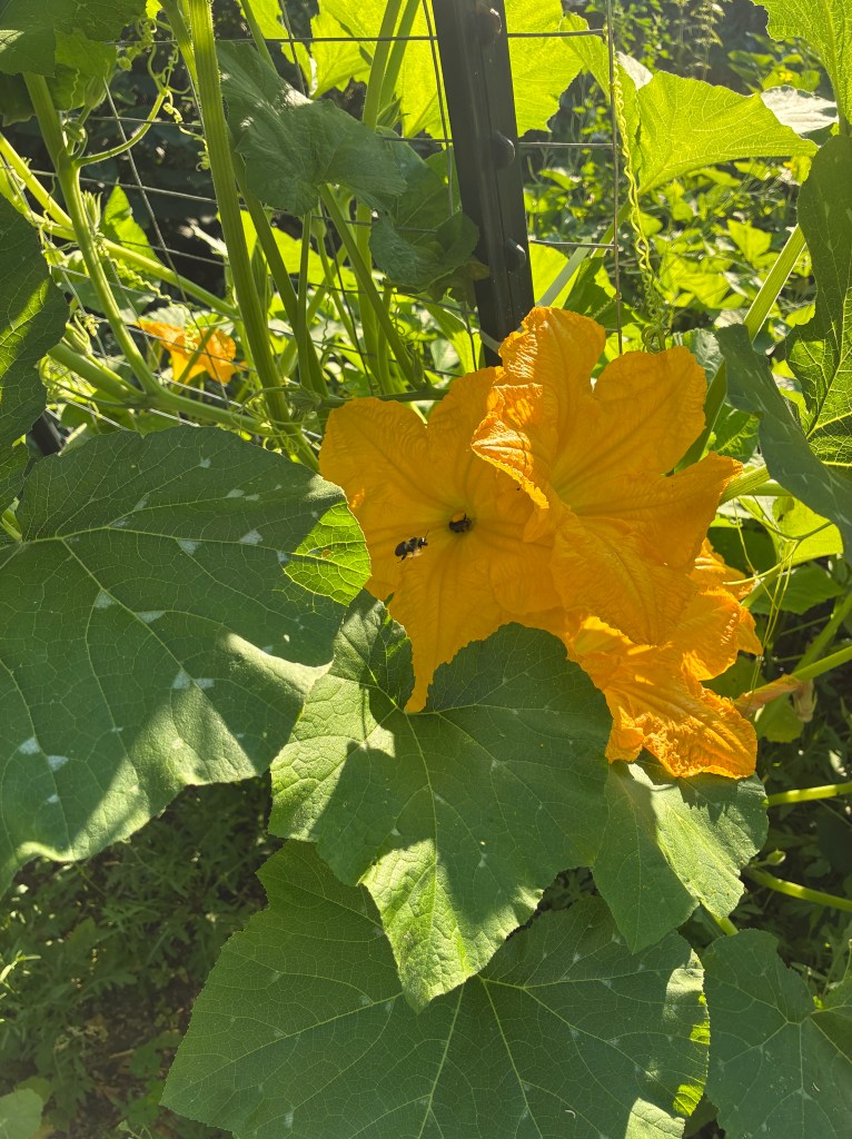 cushaw squash flowers with bees