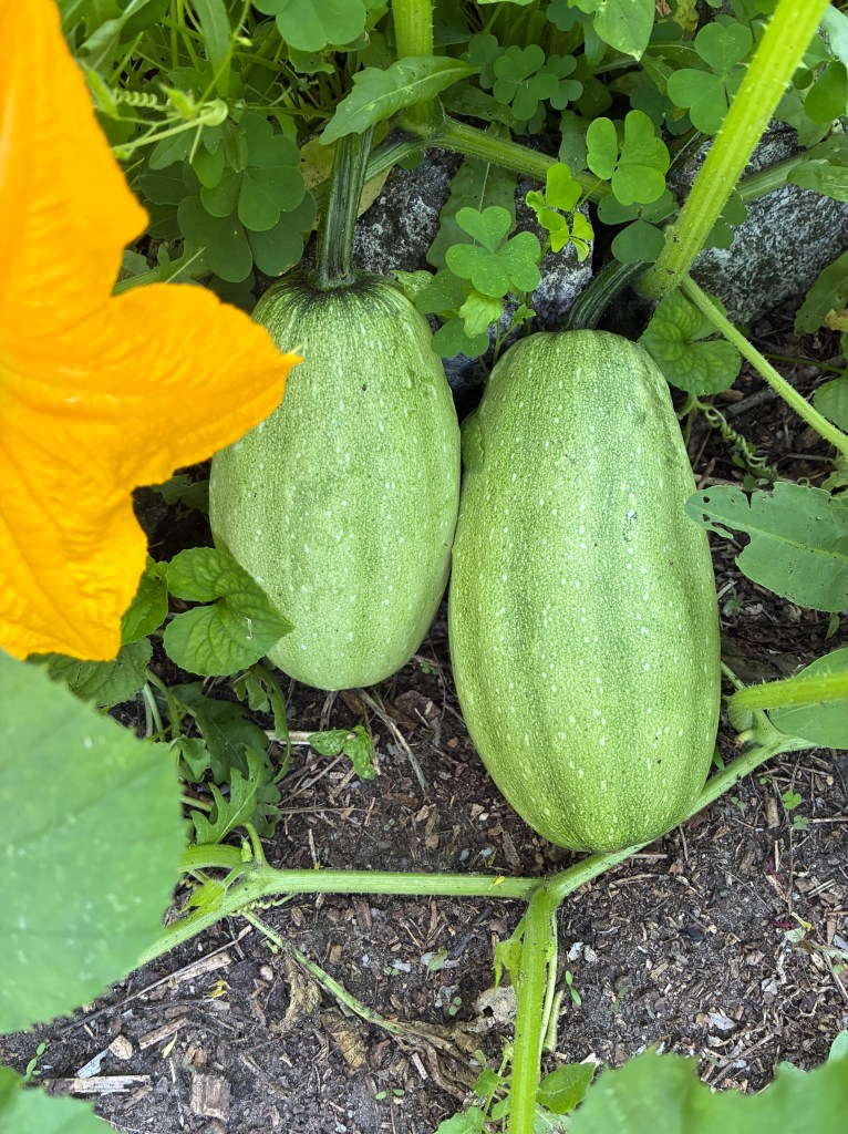 two green pumpkins