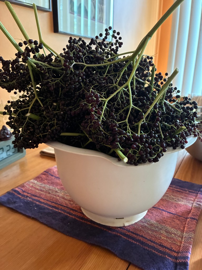 a big bowl full of elderberries