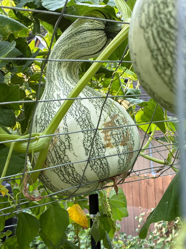 green striped cushaw squash