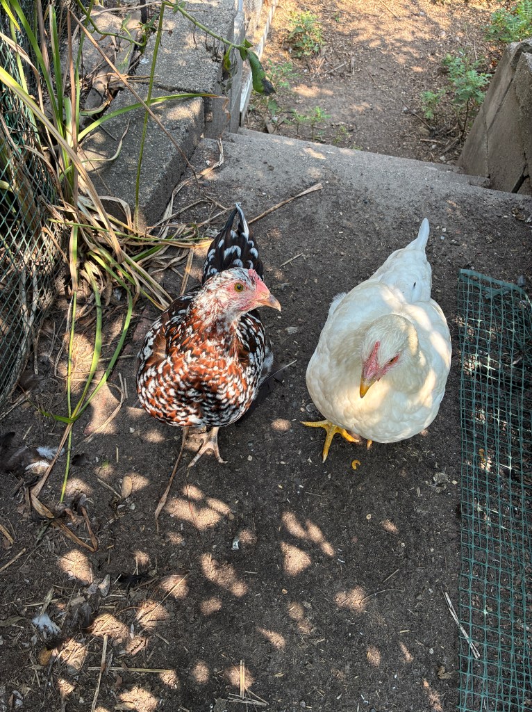 Speckled sussex chick and pearl onyx chicken