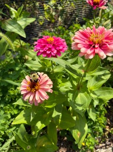 three variegated pink and white and cream zinnias with a bumble bee on one of them