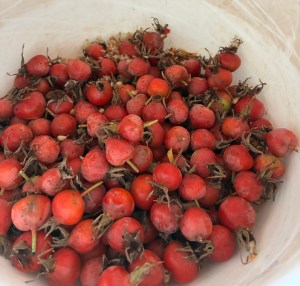 bowl of rose hips