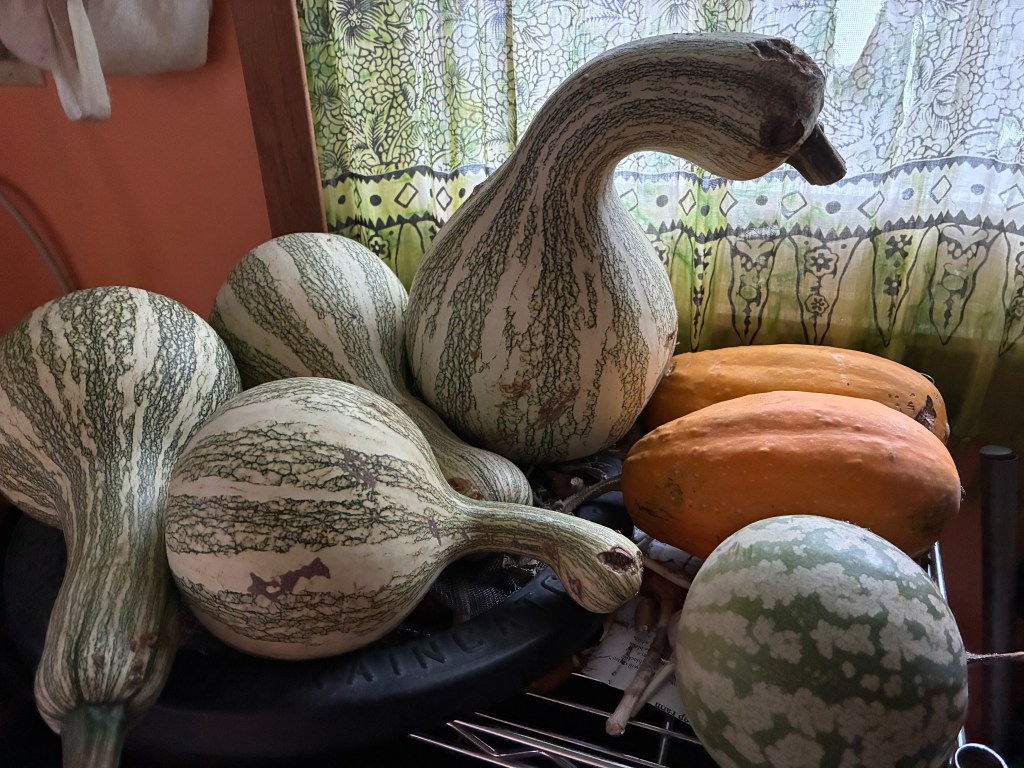 4 green striped cushaw squash, two small oblong pumpkins, and a citron melon